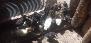 qaşqaldaq quşu: Hind qusu ballari