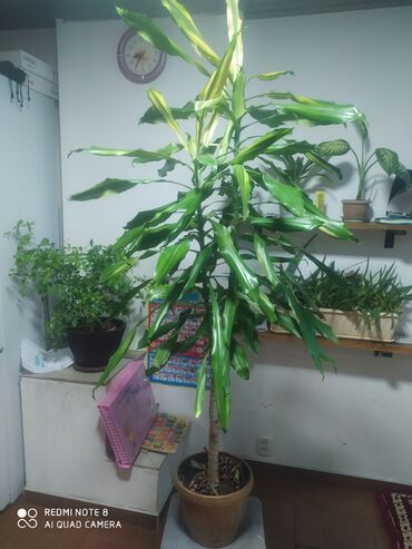 фикусы для офиса: Комнатные растения собственного выращивания . Неприхотливыене