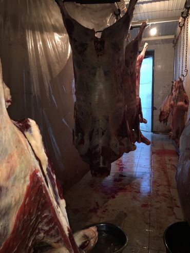 Куплю с/х животных: Куплю | Лошади, кони | Круглосуточно, Любое состояние, Забитый — 11