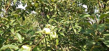 чон арвк: 🌿 Просторный дом с большим участком 7,5 соток в Чуй-Токмоке (ул — 8