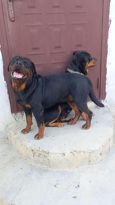 İtlər: Rotveyler, 2 ay, Erkək, Peyvəndli, Ünvandan götürmə -da lalafo.az — 14 İtlər: Rotveyler, 2 ay, Erkək, Peyvəndli, Ünvandan götürmə — 14