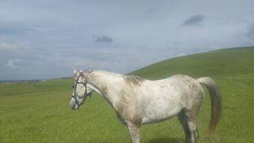 Лошади, кони: Продаю | Жеребец | Конный спорт