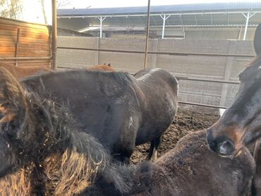 Лошади, кони: Продаю | Кобыла (самка) | Для разведения | Племенные — 2