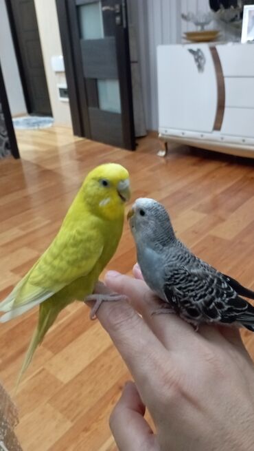 geref quşu: Dalmatian dalğalı tutuquşular – iki gözəl rəngdə - Növ: Budgerigar