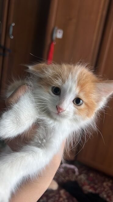 кошки продажа: Беспородная, 1 месяц, Мальчик, Биколор