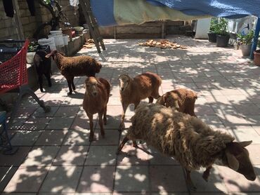 qurbanlıq qoyun: Dişi, il: 1, 10 kq, Damazlıq, Ünvandan götürmə
