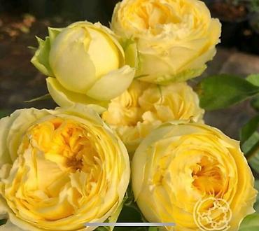 Роза: Чайно- гибридные розы для сада! 
Гарантия сорта!!!
 ул. Ташкентская, 9 — 9