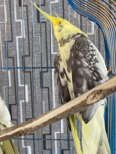 Tutuquşları: Salam. ENDİRİMLƏR🦜🐦 Qiymət dənə düşməmişlər 35 m başlayır — 3