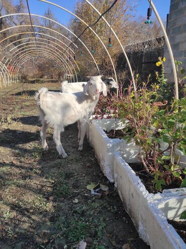 купить щенка немецкой овчарки из питомника: Продаю | Козлёнок | Зааненская, Битал | Для разведения | Осеменитель