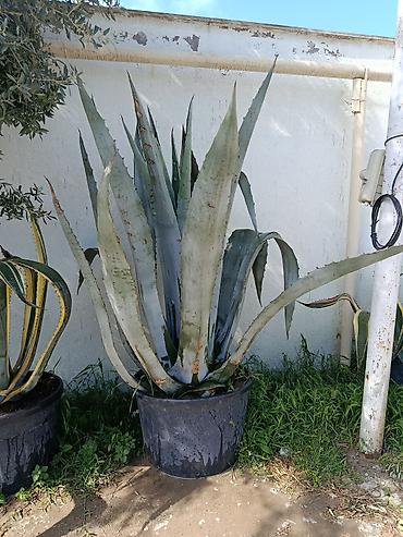Çöl bitkiləri: Böyük ölçülü agava bitkisi (Agave americana) – qara plastik dibçəklə — 1