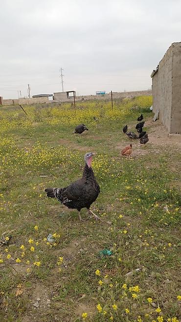 hinduska yumurtasi: 2.50 🦃Amerikan bronz hinduşka cinsidir. Yumurtaları təzədir hər gün — 4