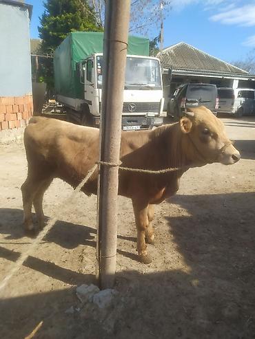 Inəklər, öküzlər: Inəklər, öküzlər — 6