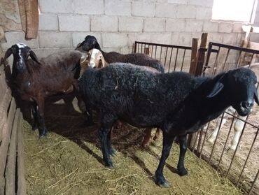 продажа домашних животных: Продаю | Овца (самка)