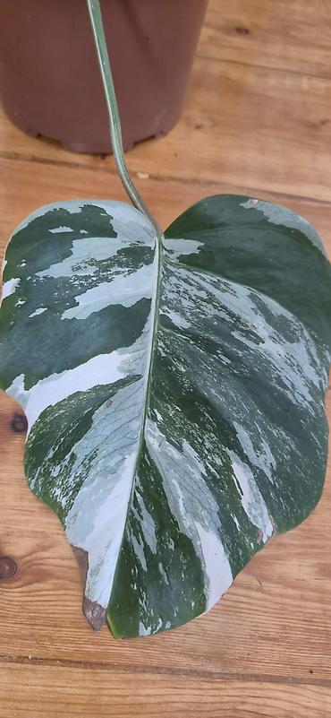 sumuk unu satışı: Monstera varegata. Bazar günü metro üstüne çatdırıla biler — 7