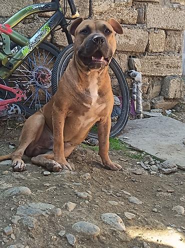 İtlər: Pitbul, 1 ay, Erkək, Ödənişli çatdırılma — 1