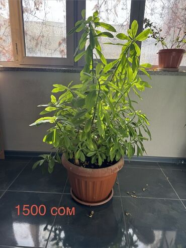 стебли кукурузы: Комнатные растения в горшках - Крупное зеленое декоративнолиственное