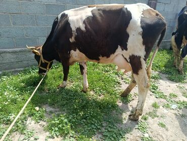 обмен на корову: Ушул уй сатылат бою120 
баасы 88мин