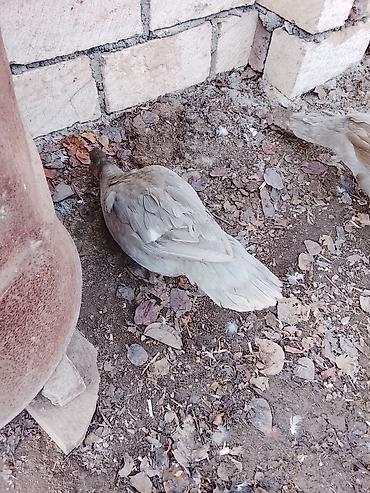 Ördəklər: Salam heyvanlar kom satilir 5feredi 1de erkey yumurtaya hazir -da lalafo.az — 10 Ördəklər: Salam heyvanlar kom satilir 5feredi 1de erkey yumurtaya hazir — 10