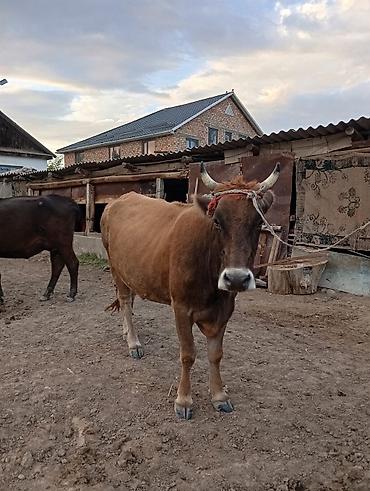 Продам с/х животных: Продаю | Корова (самка) | Полукровка | Для молока | Привязанные — 2