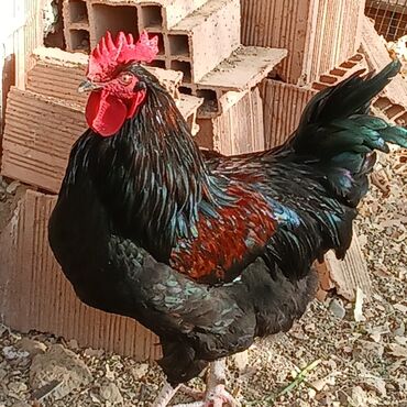 Xoruzlar: Saf qan xətləri olan qara xalli xoruzlar - Rəng: dərin qara, günəşdə — 5