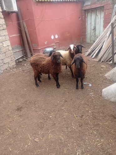 Qoyunlar, qoçlar: Erkək, Qala, il: 1, Damazlıq, Ətlik, Ünvandan götürmə — 14