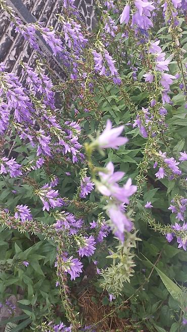 Другие садовые цветы и кустарники: Ново Покровка — 14