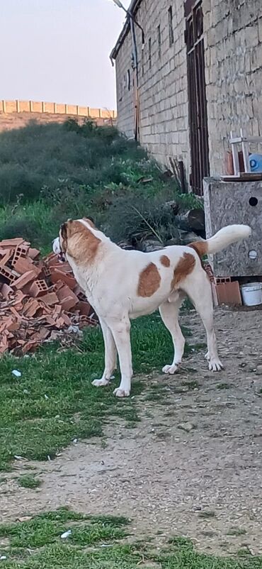 İtlər: Qurdbasar, 1 il, Erkek, Peyvəndli, Ödənişli çatdırılma — 5