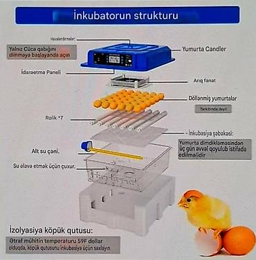 Зоотовары: Tam avtomatik inkubator / su və yem qabı daxil./Göy-1əd.yaşıl 1əd — 5