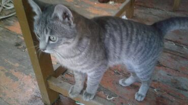 мышык каракол: Отдам в добрые руки котят чистые ухоженные в городе Каракол Аксуу