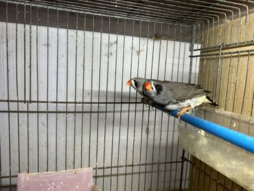 котенка в добрые руки: Zebra amadin, erkək 10 azn, yalnız erkek tayı satılır