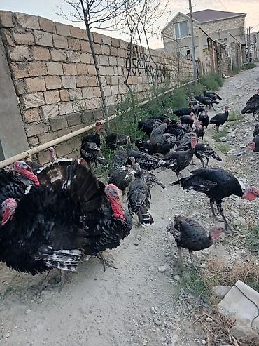 satliq ov itleri berde: Erkək, Ətlik — 1