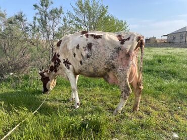 cins ineklerin satisi 2019: Dişi, il: 6, 750 kq, Damazlıq, Ünvandan götürmə