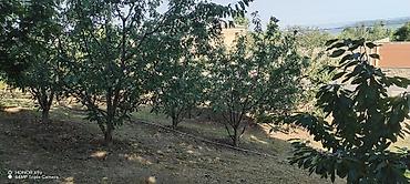 Torpaq sahələrinin satışı: 10 sot, Kənd təsərrüfatı, Mülkiyyətçi, Kupça (Çıxarış) — 8