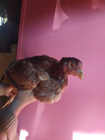 Pitiminutkalar: Heyratı toyuqları satılır gəncədədir tam sağlam heyvanlardi — 2