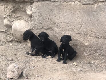 сколько стоит вязка шпица: Тайган, 1 месяц, Самка, С родословной