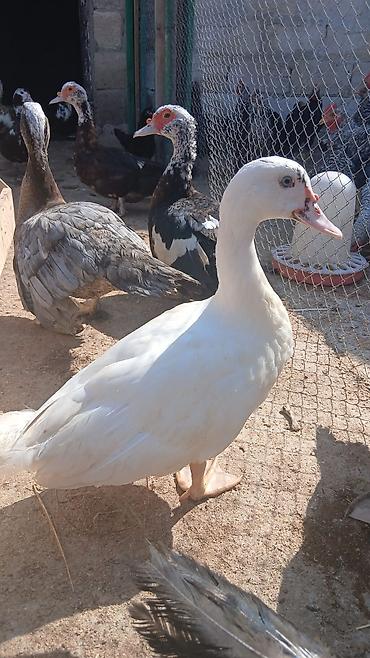 lal ördəklər: Musk ördəkləri (indo duck) – müxtəlif rənglərdə sürü - Şəkillərdəki — 1