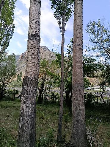 fire maple: Терек сатылат аркандай размерде баасын суйлршобуз г.Ош — 2