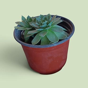 cvece dragon: Sukulenta u saksiji – Sempervivum (čuvarkuća) - Biljka sa dve rozete — 2