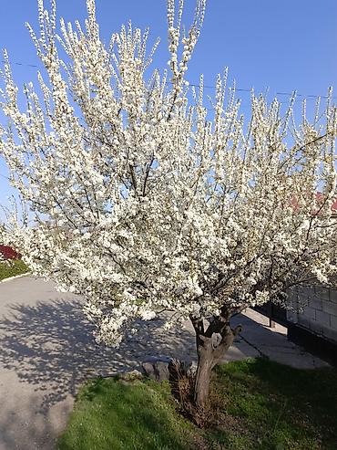 Продажа коттеджей и домов: Продаётся дом с участком и садом. Описание: - Жилой дом с — 1