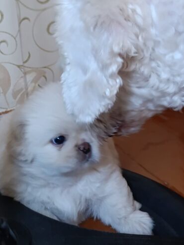 İtlər: Pekines