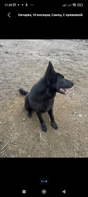 Продажа собак: Восточноевропейская овчарка, 10 месяцев, Самец, С родословной — 9