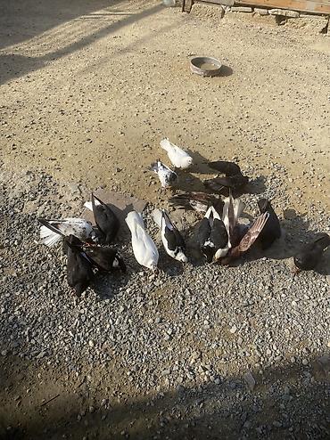 quşlar goyərcin: Tergizme heyvanlardır sağlamdılar icindi ucurmalığ balalarda var — 5