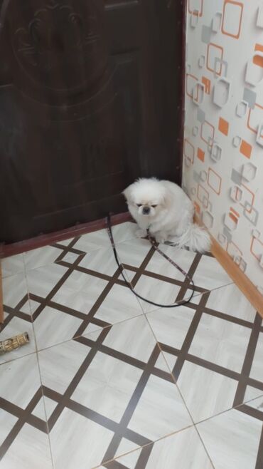 satıq at: Pekines, 3 il, Erkek, Cütləşmə üçün