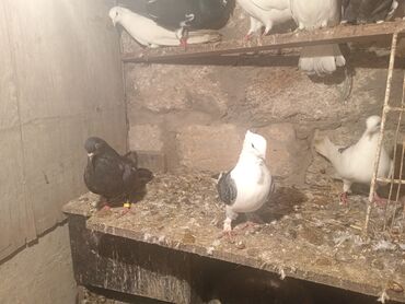 Göyərçinlər: Salam aleykum quşlar satılır tam sağlam uçan super quşlardı biri 5 -da lalafo.az — 9 Göyərçinlər: Salam aleykum quşlar satılır tam sağlam uçan super quşlardı biri 5 — 9