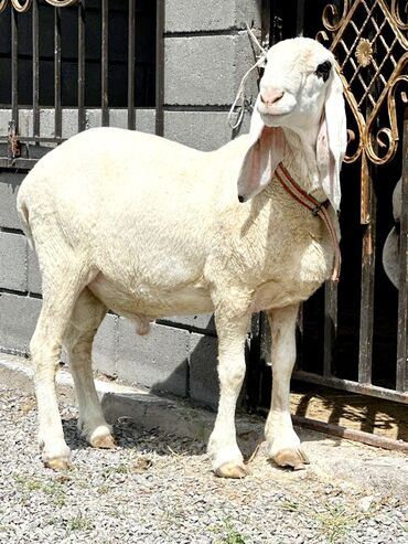 арашан порода овец: Продаю | Баран (самец) | Долан | Для разведения | Племенные, Осеменитель