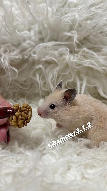 Хомяки: Продаются хомячки ручные. В нашем питомнике вы можете приобрести — 16
