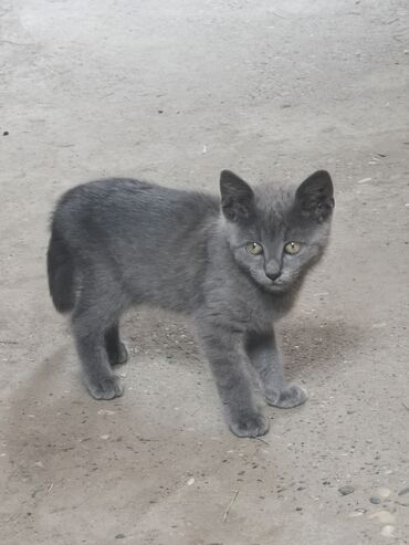 61 oglasa | lalafo.rs: Ruska plava mačka
Očišćena od parazita stara tri meseca