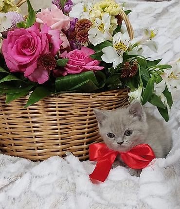 Pişiklər: Britan, Dişi, Pulsuz çatdırılma -da lalafo.az — 7 Pişiklər: Britan, Dişi, Pulsuz çatdırılma — 7