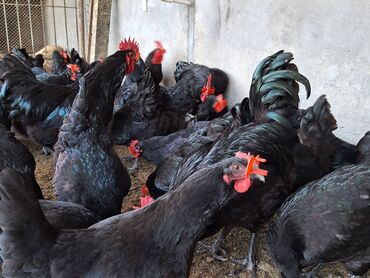 Toyuqlar: Toyuq, Australorp, Damazlıq, Ödənişli çatdırılma, Rayonlara çatdırılma, Ünvandan götürmə — 2