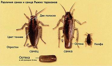 160: Дезинфекция, дезинсекция, | Тараканы, | Дома, Кафе, магазины, Квартиры — 7